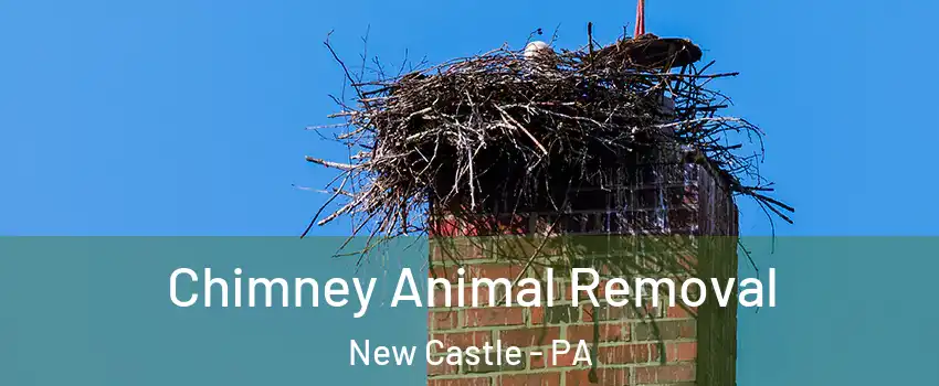 Chimney Animal Removal New Castle - PA