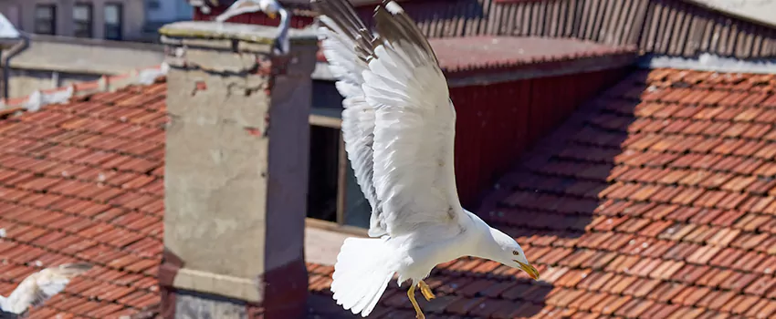 Residential Chimney Animal Removal Solution in New Castle, PA