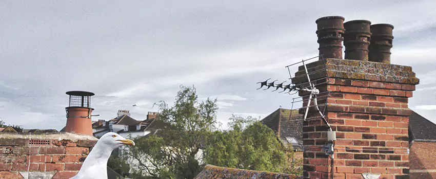 Chimney Cleaning And Restoration in New Castle, Pennsylvania
